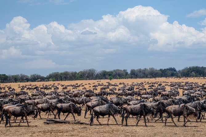 10-DAY Serengeti Wildebeest Migration Safari From Arusha - Itinerary Highlights