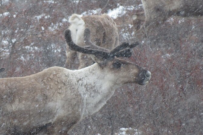 10 Hours Denali Winter Drive in Alaska - Itinerary Highlights