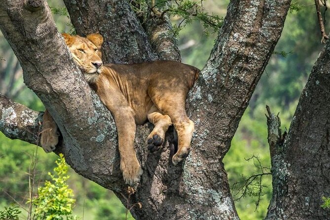 14 Days Uganda Safari Adventure, Gorilla Trekking and WildlifeTour - Trekking Through Kibale Forest National Park