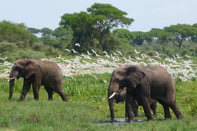 15 Day Gorillas, Chimps and Big 5 Safari Tour - Itinerary Highlights
