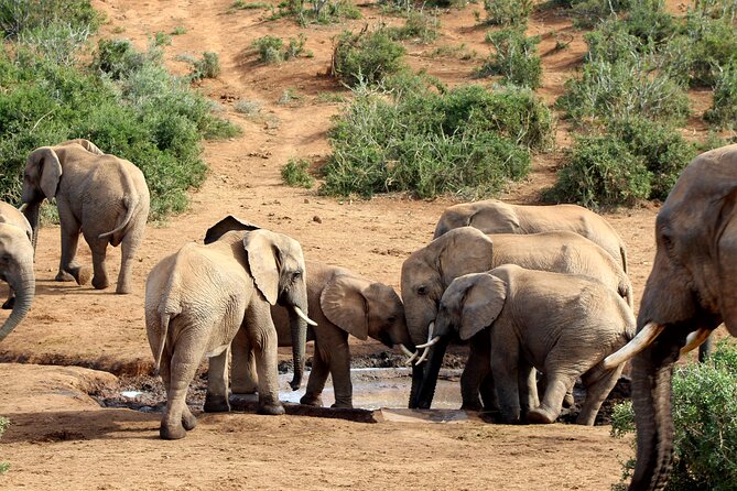 2 Day Addo Elephant Park Safari - National Park Highlights