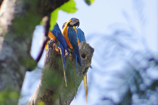 2-Day Camping Tour to Pacaya-Samiria National Park From Iquitos - Health and Accessibility