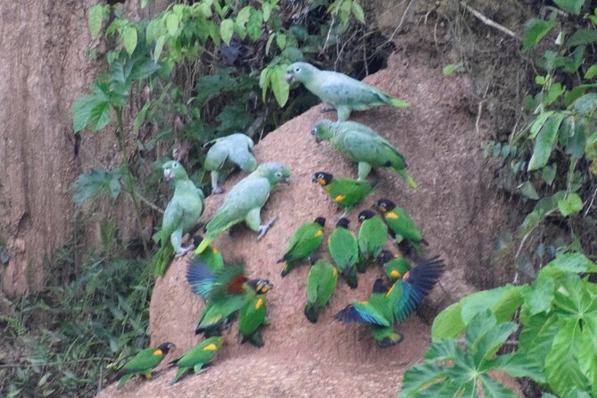 2-Day Jungle Tour: Lake Sandoval, Monkey Island, Hikes, Caiman, & Clay Lick - Itinerary