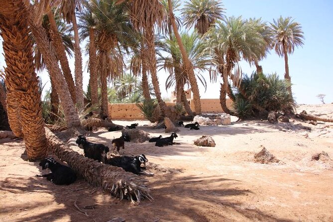 2-Day Private Tour to the Heart of the Chegaga Dunes - Meeting and Pickup