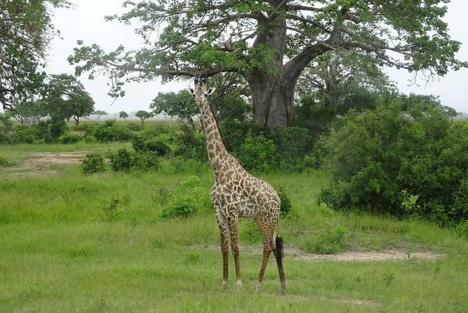 2 Day Safari to Mikumi National Park + Transfers From Dar Es Salam - Day 1 Activities