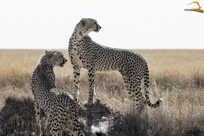 2 Day Serengeti Safari Experience From Mwanza - Pricing Structure and Inclusions