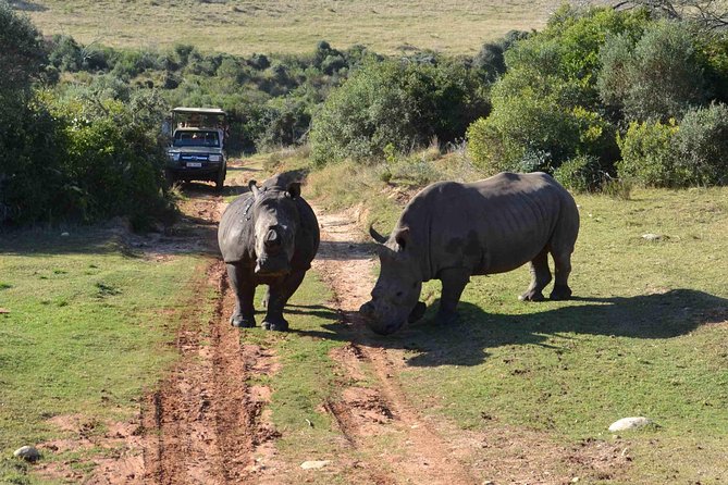 2 Day Wild Heart Western Cape Safari Tour With Private Transfers - Safaris and Game Drives
