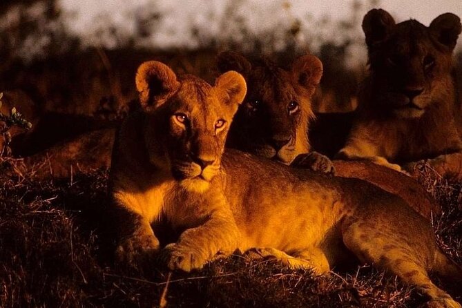 (2 Days, 1 Night) Day & Night Game Drive Tsavo East National Park - Pickup and Drop-off