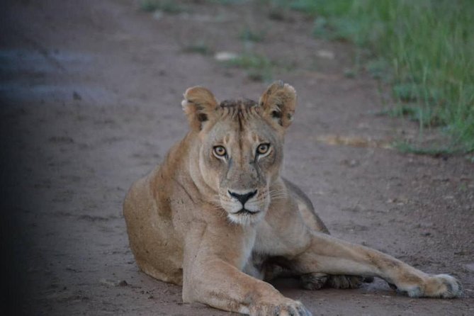2 Days 1 Night Mikumi National Park From Dar Es Salaam - Included Amenities