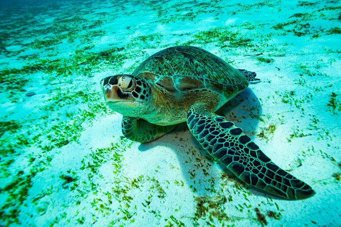 2 Days/1n Trip - Snorkeling With Manta Rays in Lembongan/Penida (All Included) - Inclusions and Amenities