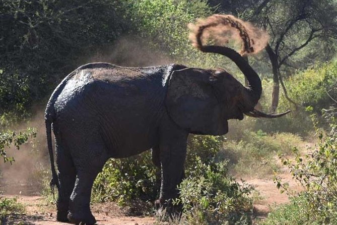 2 Days Africa Safari - Photography Tips