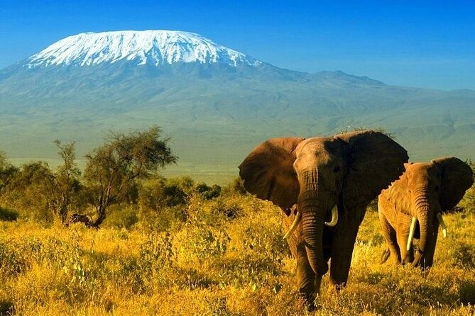 2 Days and 1 Night Amboseli Safari From Nairobi - Inclusions of the Safari