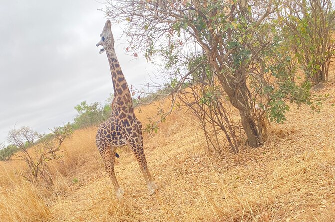 2 Days and 1 Night Mikumi Safari Private Tour - Accommodation Options