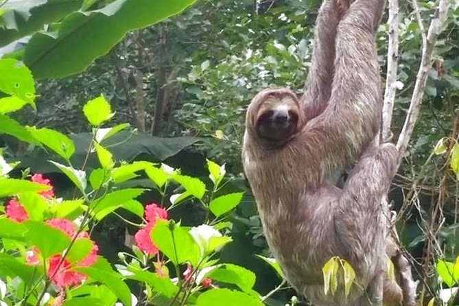 2 Days Peruvian Amazon Tour From Iquitos - Inclusions