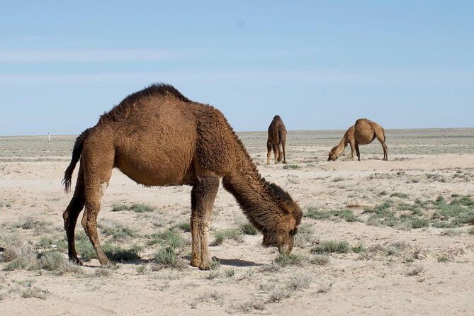 2 Days Private Tour To Aral Sea - Included Amenities