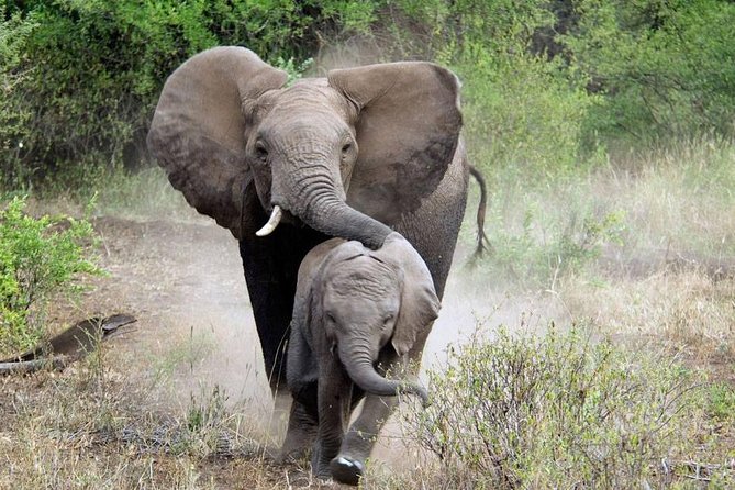 2 Days Saadani National Park From Zanzibar - Included Activities
