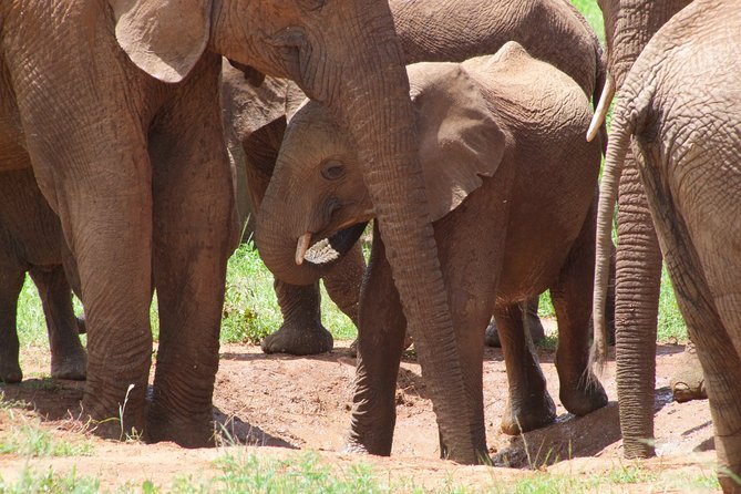 2 Days Tsavo East and Ngutuni Sanctuary Starting From Mombasa. - Accommodations and Meals