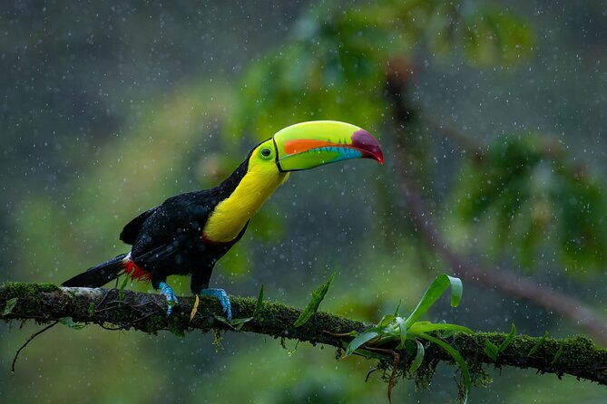 2-Hour Chachagua Rainforest - Birdwatching Tour - Meeting and End Points
