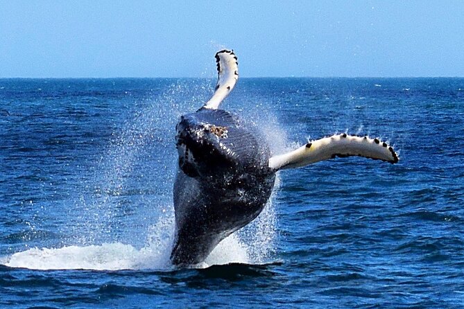 2-Hour Guided Boat Tour From St. Johns - Accessibility and Traveler Information