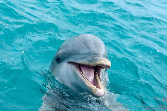 2 Hour Private Dolphin Sightseeing Tour - Dolphin Sightings and Interactions