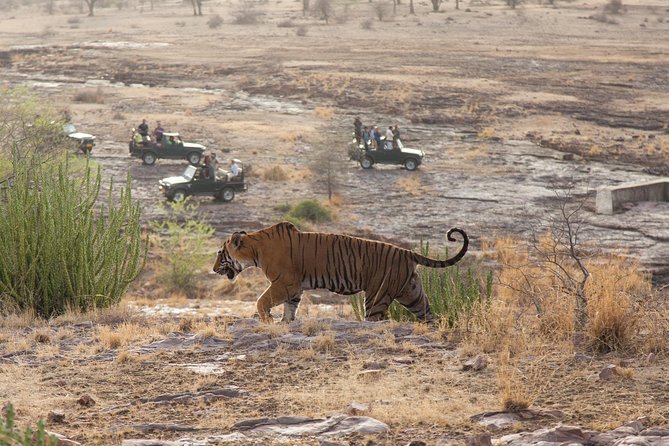2-Night Private Ranthambore National Park and Wildlife Tour From Delhi - Inclusions and Exclusions
