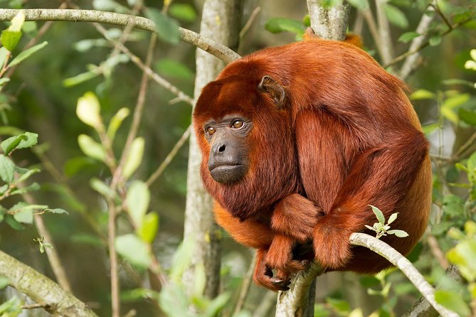 3-Day Charms of the Amazon Jungle in Tambopata - Witnessing Alligator Observation and Sunset
