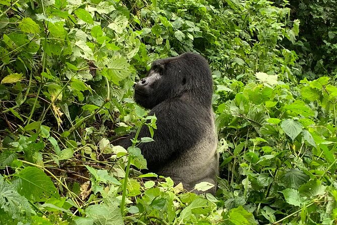 3 Day Gorilla Trek at Bwindi National Park via Kigali - Inclusions and Exclusions