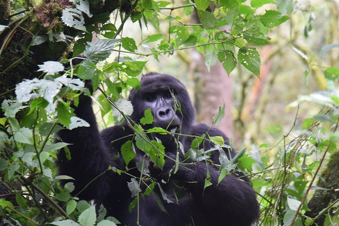 3-Day Gorilla Trekking Safari in Bwindi Impenetrable Forest - Inclusions and Highlights