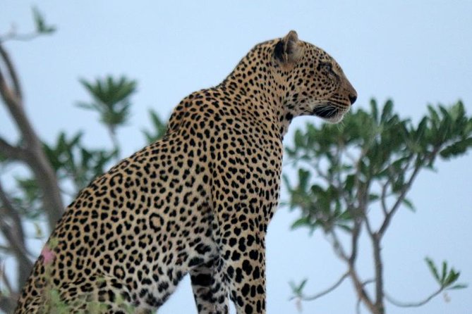 3-Day Maasai Mara Guided Safari From Nairobi - Accommodation and Meals