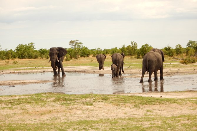 3-Day Moremi Game Reserve- by Walking Stick Safaris - Itinerary Highlights