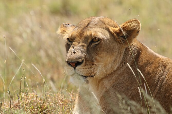 3-Day National Parks Safari From Arusha Including Tarangire - Wildlife Highlights