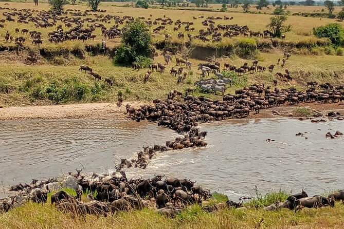 3 Day Private 4x4 Jeep Tour in Masai Mara Safari - Meeting and Pickup