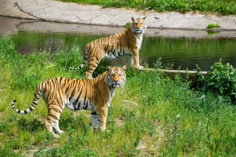 3-Day Ranthambore Tiger Safari Tour From Delhi - Itinerary Details