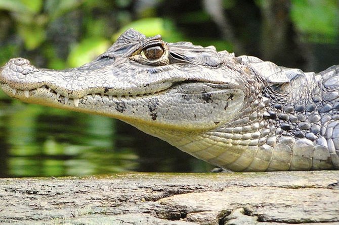 3-day Tortuguero Expedition - Included Services