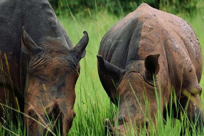 3-Day Ultimate Big Five Safari - Murchison Falls & Rhinos - Day 1 Experience