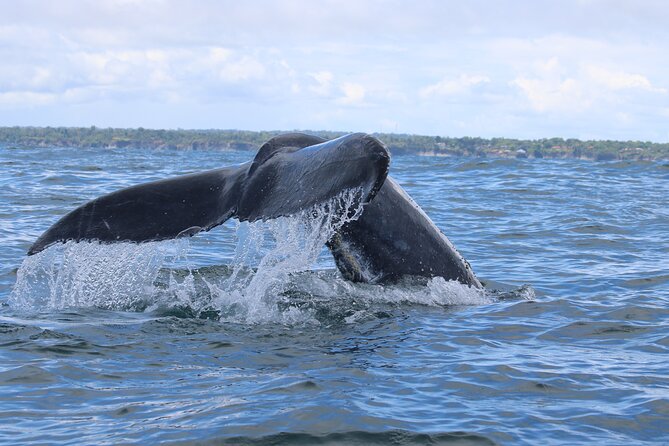 3 Days 2 Nights | Bahia Malaga: Humpback Whale Watching - Dining Experiences