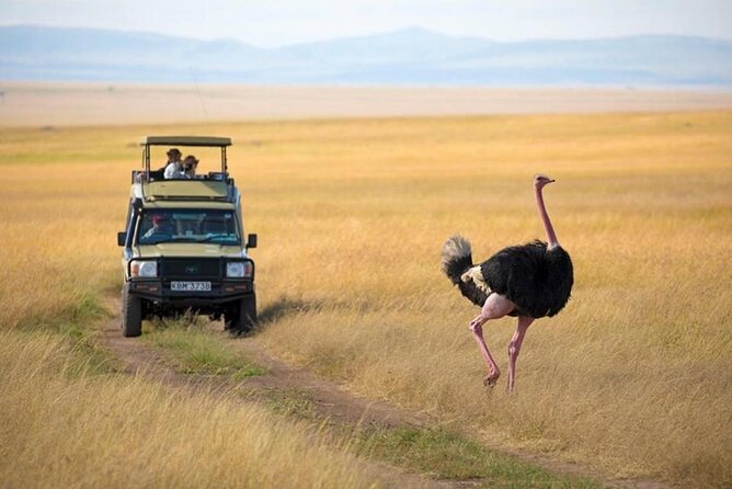 3 Days 2 Nights Masai Mara Budget Safari From Nairobi - Safari Game Drives
