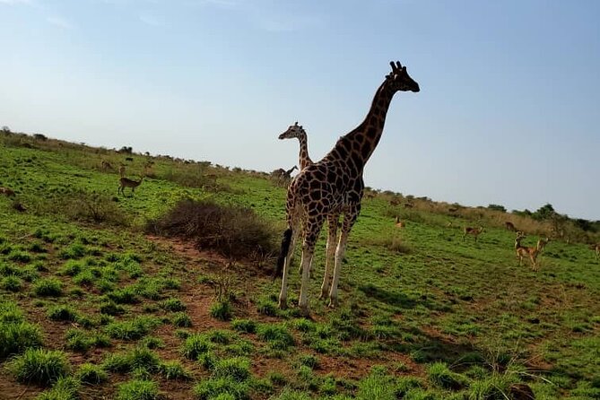 3 Days 2 Nights, Murchison Falls And Wildlife Safari - Meeting and Pickup Details