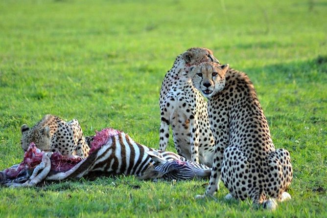 3 Days, 2 Nights Safari to Amboseli National Park From Nairobi - Pricing and Booking