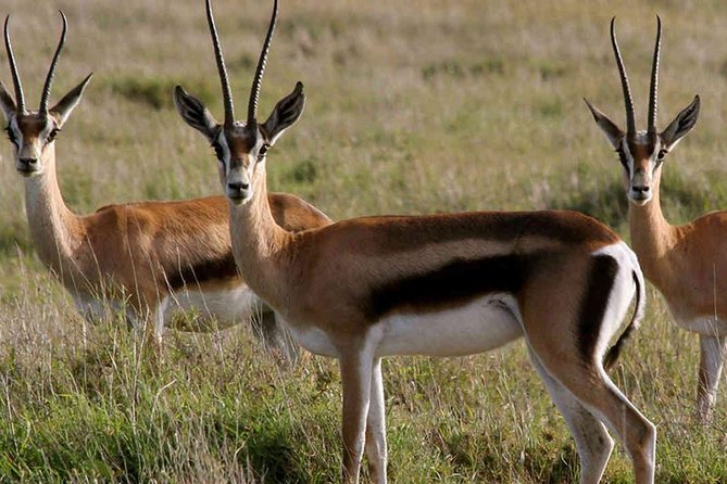 3 Days Best of Maasai Mara Budget Safari - Wildlife Viewing in the Grasslands