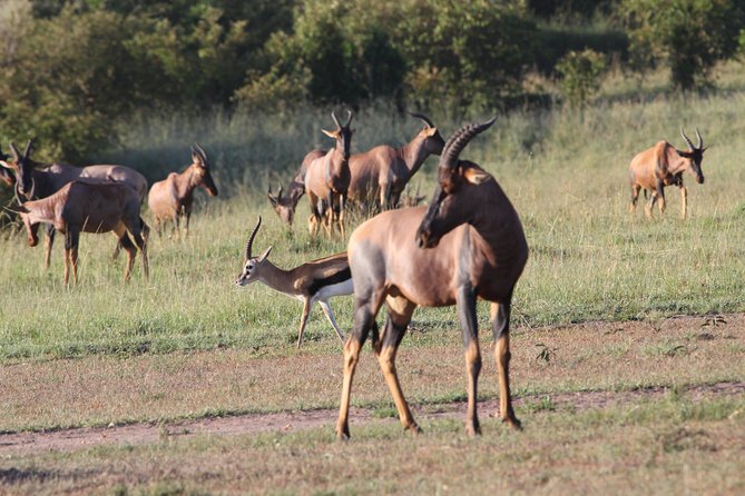 3 Days Camping Safari Tarangire, Lake Manyara and Ngorongoro Crater - Lake Manyara National Park