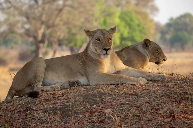 3 Days Explore Selous Game Reserve + Boat Safari + Bushman Walking - Boat Safari Experience