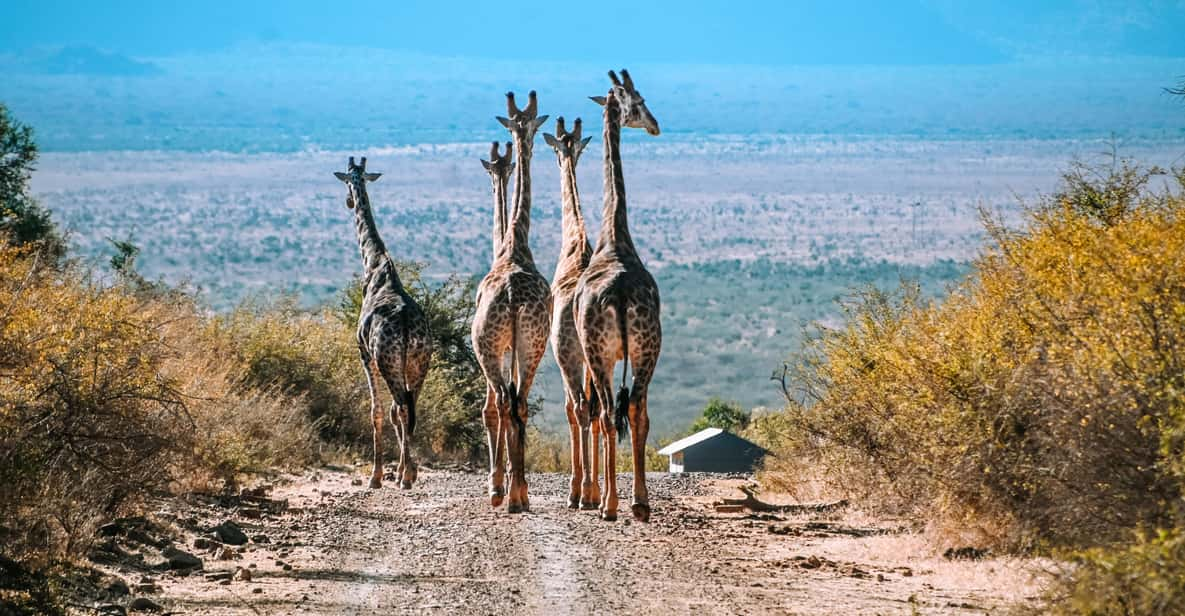 3 Days Madikwe Safari From Johannesburg - Itinerary and Experience