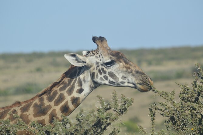 3-Days Masai Mara Rhythms Safari - Itinerary Highlights