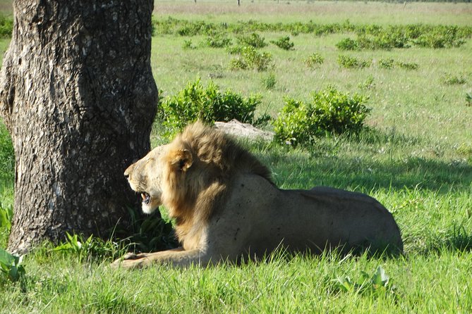 3 Days Safari to Mikumi NP - Accommodation Inside the Park - Safari Highlights and Activities
