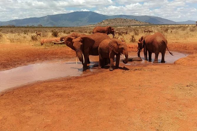 3 Days Safari Tsavo East and Amboseli National Park. - Exploring Amboseli National Park
