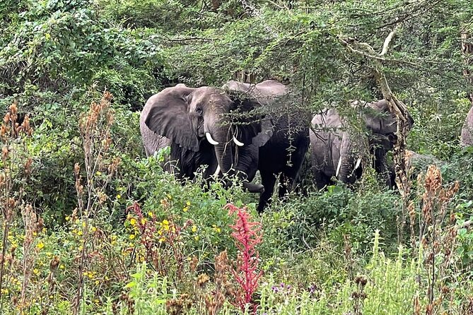 3 Days Selous (Nyerere National Park) - Diverse Wildlife Sightings
