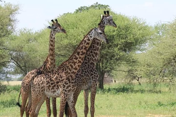 3 Days Tanzania Safari - Tarangire, Ngorongoro, Manyara - Day 2: Ngorongoro Crater