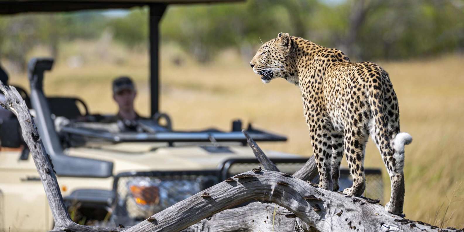 3 Hour Blue Canyon Private Reserve Game Drive - Witnessing African Sunrise or Sunset