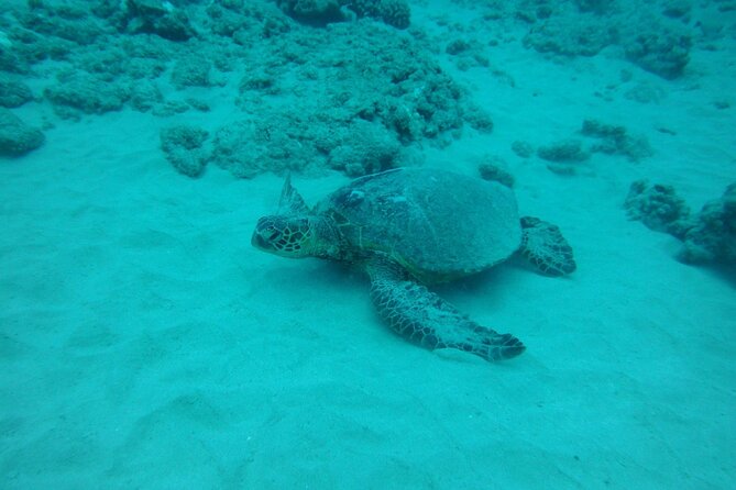 3-Hour Maalaea Luxury Snorkel Cruise Tour for up 6 Guests - Meeting and Pickup